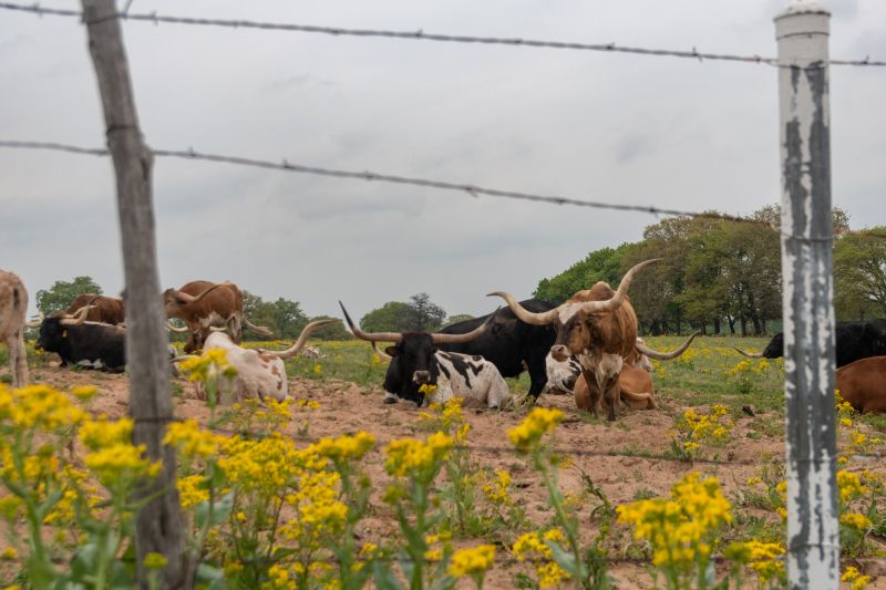 Sheep Fence Installation